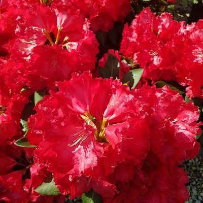 Rhododendron Markeetas Prize-Hybrid Rhododendron