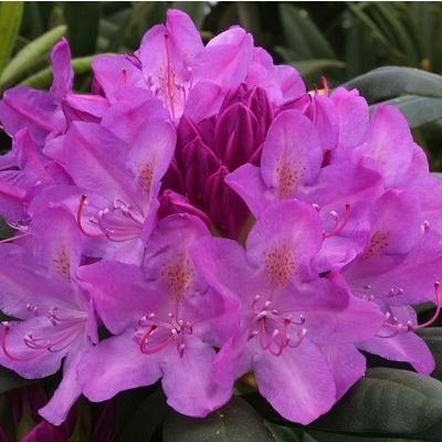 Rhododendron Roseum Elegans-Hybrid Rhododendron