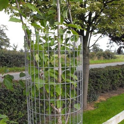 Weldmesh Steel Tree Guards-180cm x 300mm diameter