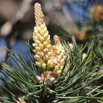 Pinus sylvestris (UK Grown)-Scots Pine, Pack of 10 Cell Grown Plants