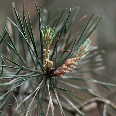 Pinus sylvestris (UK Grown)-Scots Pine, Bareroot