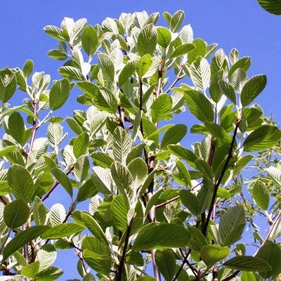 Sorbus aria Lutescens- Whitebeam