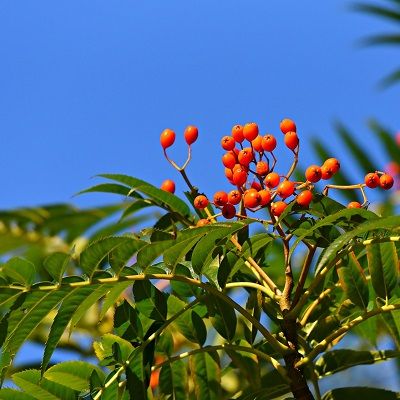 Sorbus aucuparia-Rowan tree