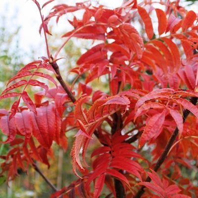 Sorbus commixta Olympic Flame-Rowan Olympic Flame