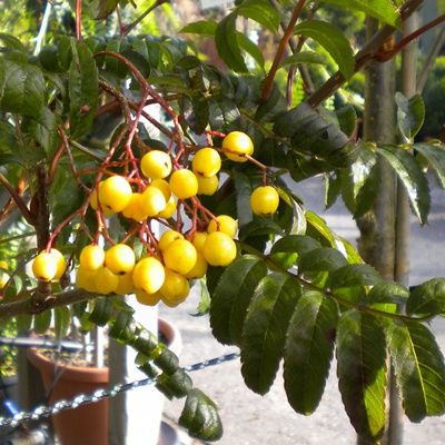 Sorbus aucuparia Joseph Rock-Rowan tree, Joseph Rock