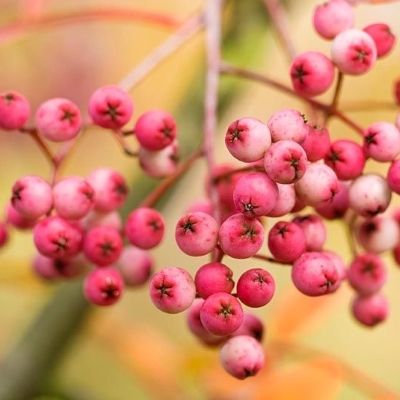 Sorbus hupehensis Pink Pagoda-Sorbus Pink Pagoda