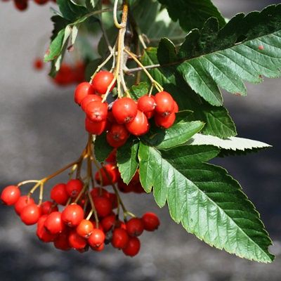 Sorbus thuringiaca Fastigiata-Fastigiate Rowan