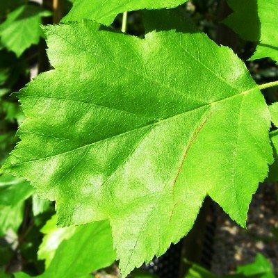 Sorbus torminalis-Wild Service Tree