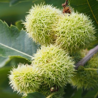 Castanea sativa (UK Grown)-Sweet Chestnut Pack of 10 Cell Grown Plants