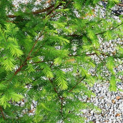 Taxodium distichum-Swamp Cypress