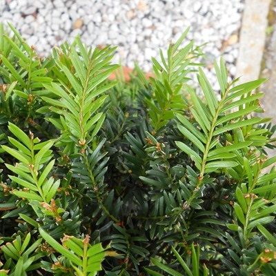 Taxus baccata-English Yew, Bareroot
