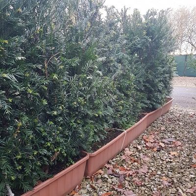 Taxus baccata Instant Hedge-Yew