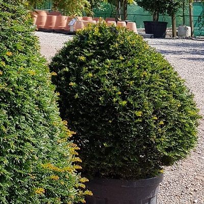 Taxus baccata-English Yew, Ball Form