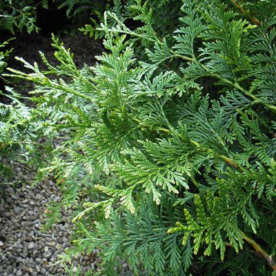 Thuja plicata-Western Red Cedar, Rootballed Plants