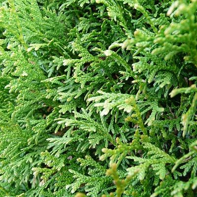 Thuja plicata<p>(UK Grown)-Western Red Cedar Pack of 10 Cell Grown Plants