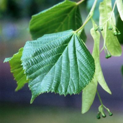 Tilia cordata-Small Leaved Lime