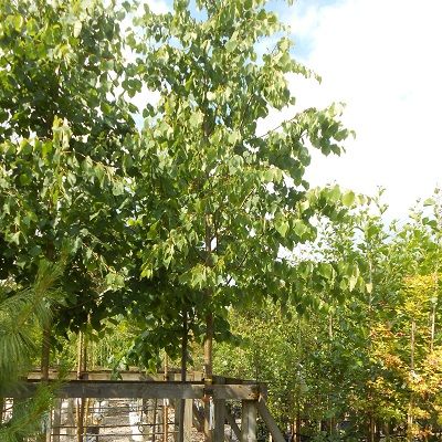 Tilia cordata Greenspire-Small Leaved Lime