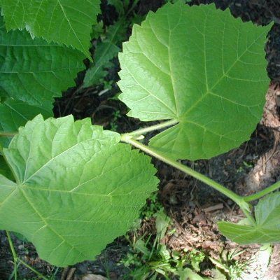 Tilia platyphyllos rubra-Red Twigged Lime