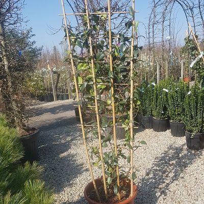 Trachelospermum jasminoides-Star Jasmine on Trellis