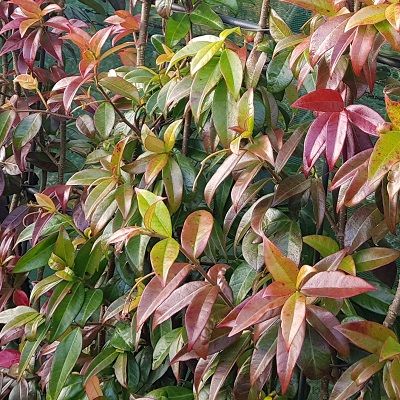 Trachelospermum jasminoides-Star Jasmine, Climber