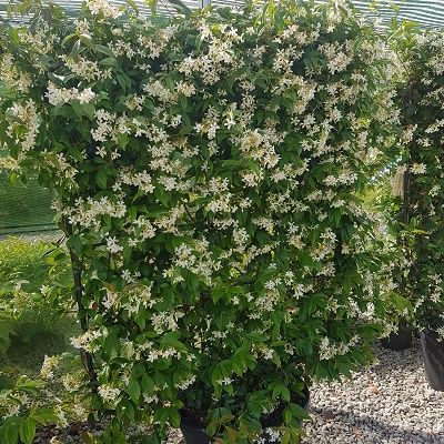 Trachelospermum jasminoides-Star Jasmine, on Espalier Frame