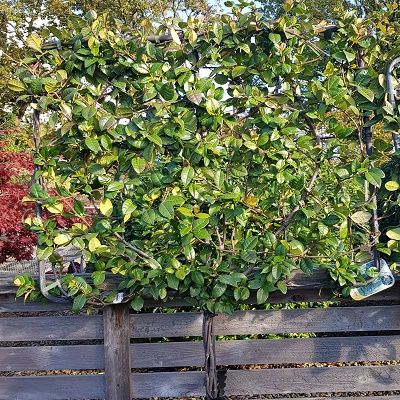 Trachelospermum jasminoides-Star Jasmine, Half Standard, Pleached Form