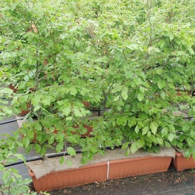 Fagus sylvatica-Instant Hedge Beech