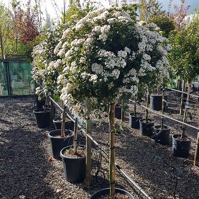 Viburnum tinus Eve Price-Laurustinus, Half Standard Form