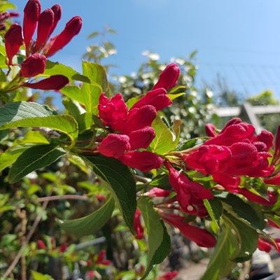 Weigela Red Prince-Deciduous shrub Red Prince