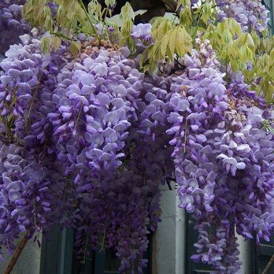 Wisteria sinensis Prolific-Chinese Wisteria, Climber