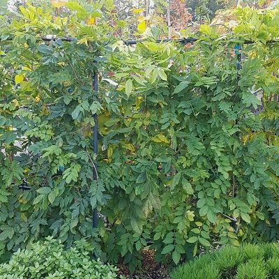 Wisteria sinensis-Chinese Wisteria, Espalier Form