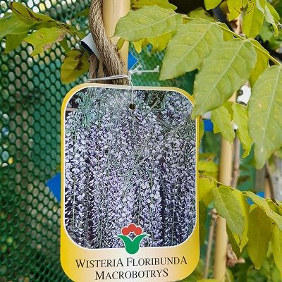 Wisteria floribunda macrobotrys-Japanese Wisteria, Mauve