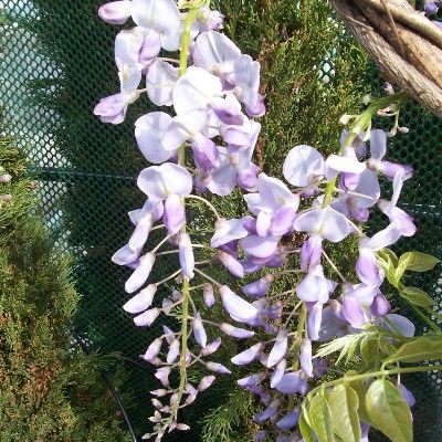 Wisteria brachybotrys Fuji-Chinese Silky Wisteria, Climber