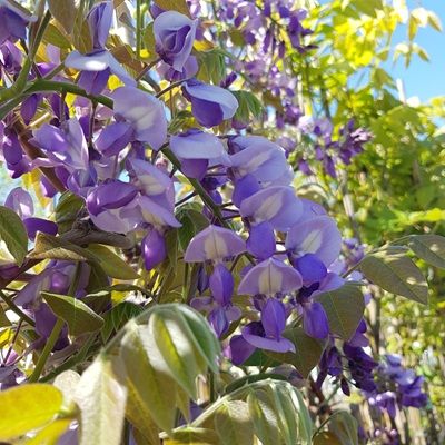 Wisteria brachybotrys Okayama-Silky Wisteria, trained on a trellis