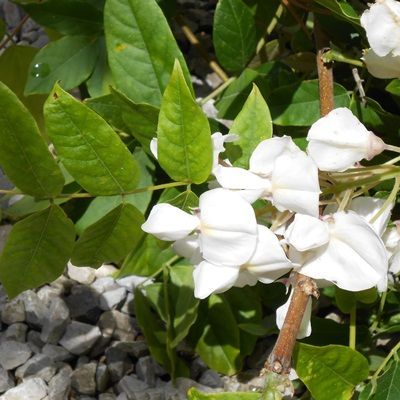 Wisteria floribunda Alba-Japanese Wisteria, White