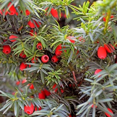 Taxus baccata-English Yew, Evergreen Shrub Form