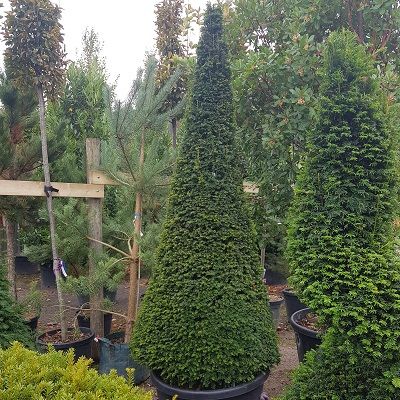 Taxus baccata-English Yew, Cone Form