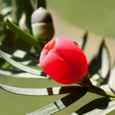 Taxus baccata-English Yew, Rootballed Plants