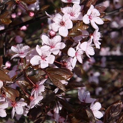 Flowers of Prunus cerasifera Nigra