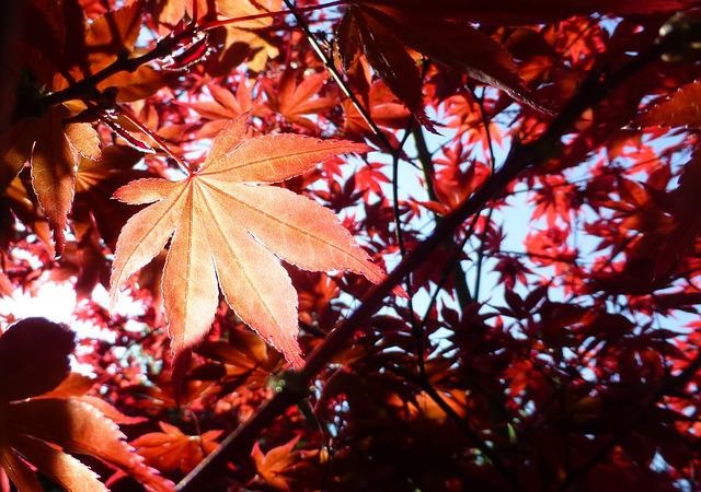 Acer tree