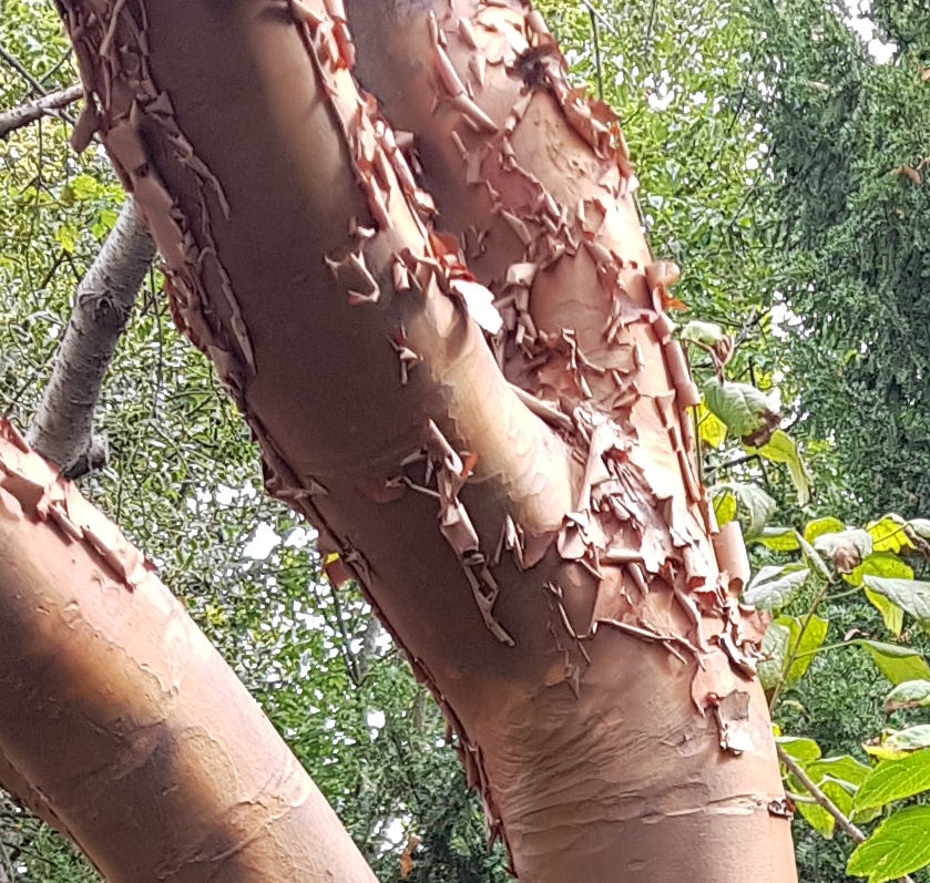 Acer griseum with its cinnamon coloured, peeling bark