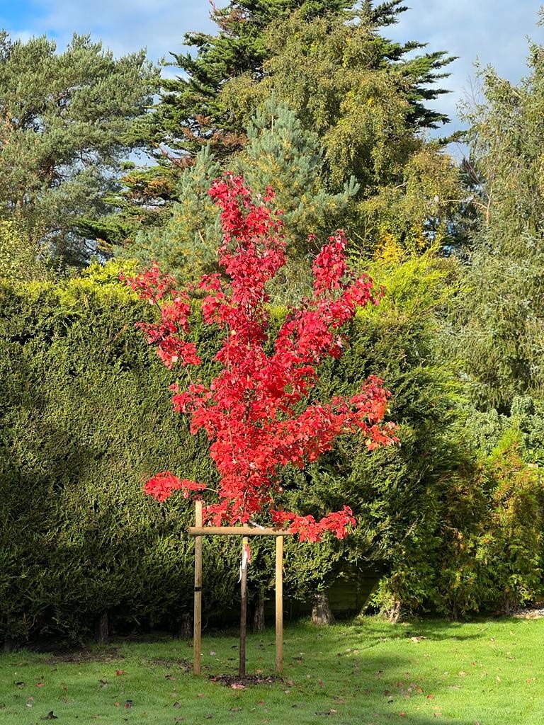 Acer rumbrum Bowhall from English Woodlands