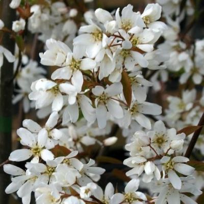 Amelanchier, the snowy mespilus