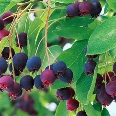 Amelanchier, the Juneberry