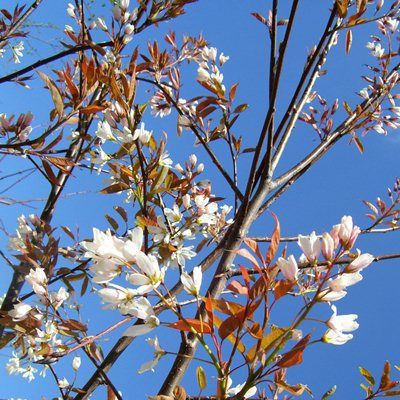 Amelanchier Robin Hill