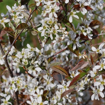 Amelanchier