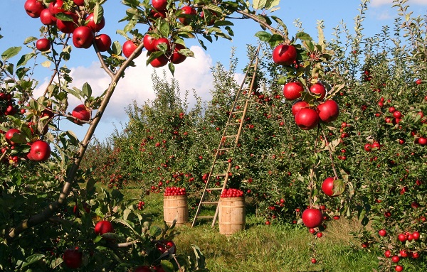 Traditional apple harvest