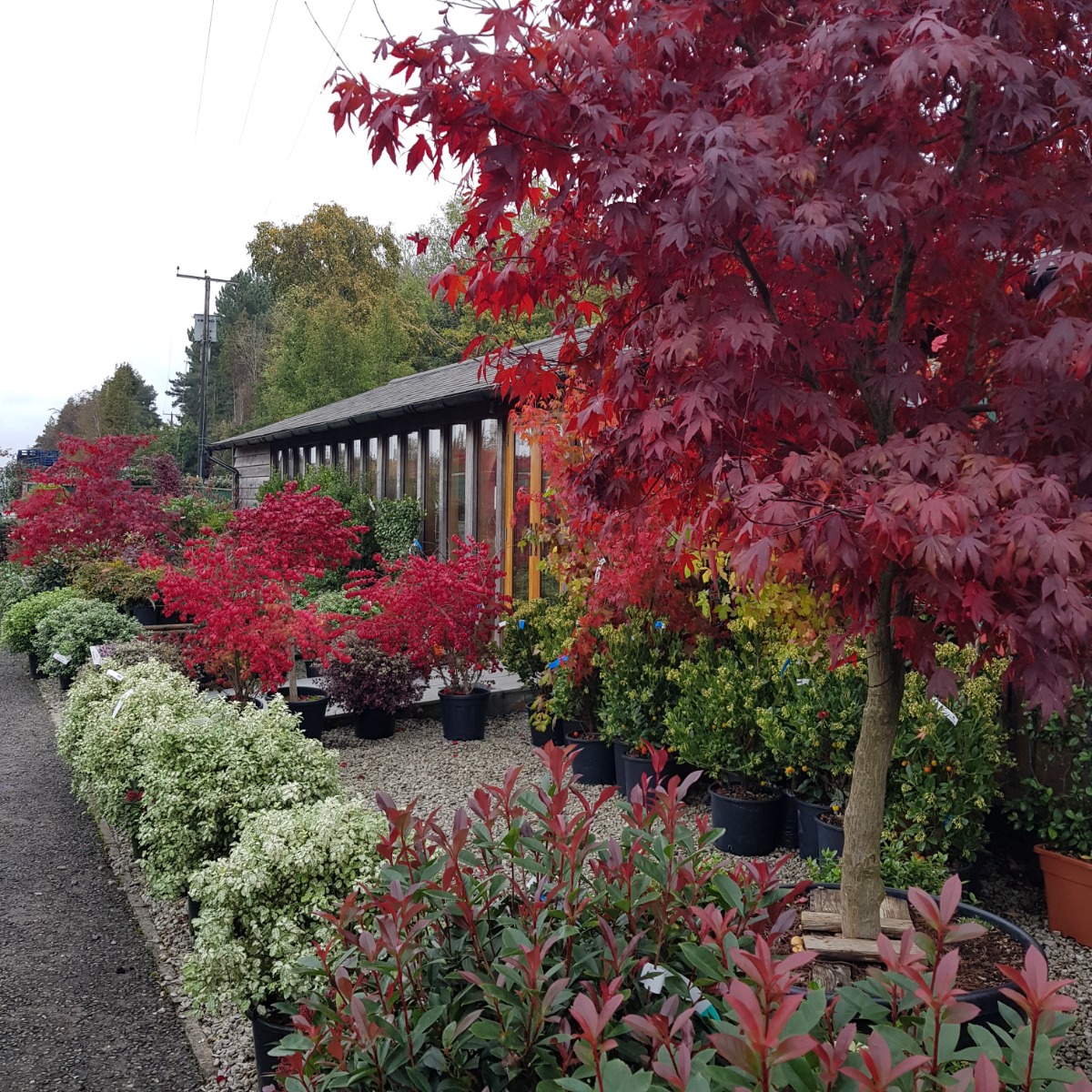 Autumn colour at English Woodlands' nursery