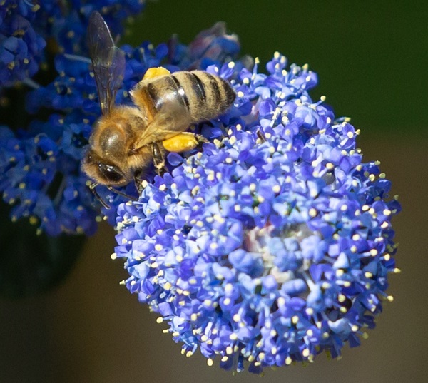 Bees enjoying Ceanothus flower