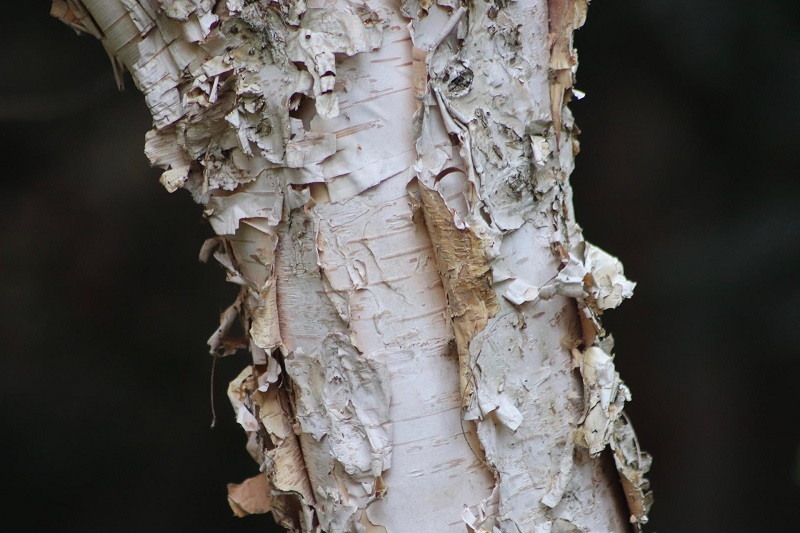 Buy Betula trees from English Woodlands in East Sussex